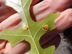 Polystepha pustuloides