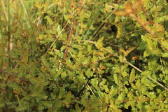 Weinmannia fagaroides