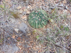 Ferocactus macrodiscus macrodiscus