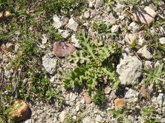 Helianthemum ledifolium