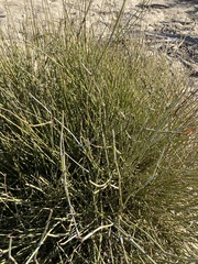 Ephedra californica
