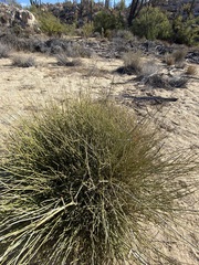 Ephedra californica