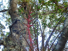 Tillandsia calothyrsus