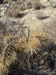 Cylindropuntia molesta molesta