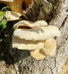 Lentinus scleropus