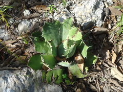 Agave nuusaviorum