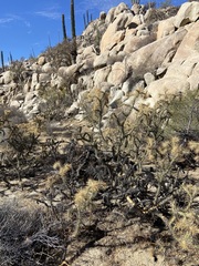 Cylindropuntia molesta molesta