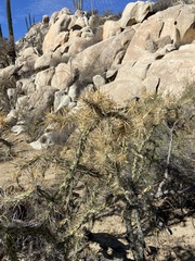 Cylindropuntia molesta molesta