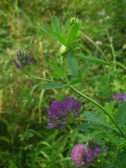 Medicago sativa sativa