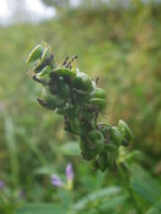 Medicago sativa sativa