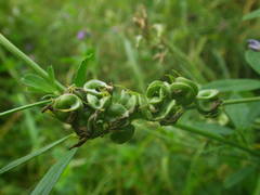 Medicago sativa sativa