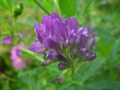 Medicago sativa sativa