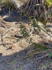 Bahiopsis triangularis