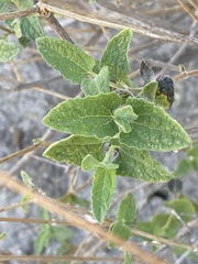 Bahiopsis triangularis