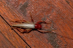 Phlebogryllacris venosa