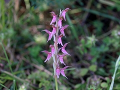 Anacamptis sancta
