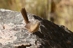 Cryptillas victorini