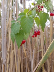 Solanum dulcamara