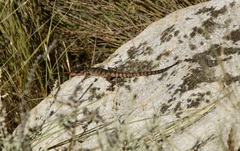 Pseudocordylus microlepidotus