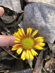 Amblyolepis setigera