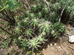 Ferocactus flavovirens