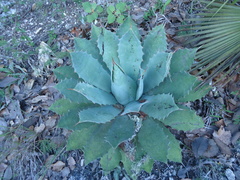 Agave nuusaviorum