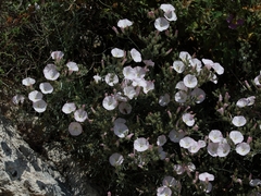 Convolvulus oleifolius