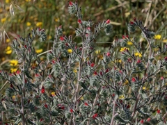 Echium angustifolium