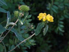 Phlomis lunariifolia