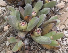 Pleiospilos