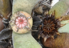 Pleiospilos