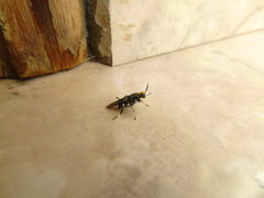 Cyphomyia auriflamma