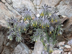 Onosma troodi