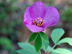 Paeonia mascula