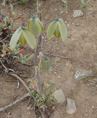 Albuca spiralis