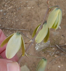 Albuca spiralis