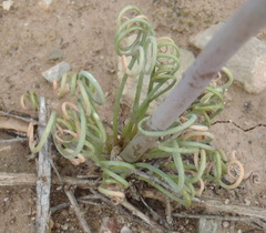Albuca spiralis