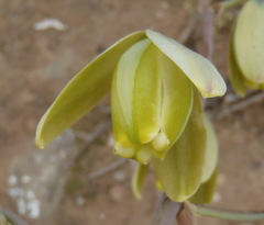 Albuca spiralis