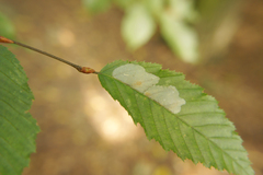 Phyllonorycter esperella