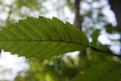 Phyllonorycter esperella