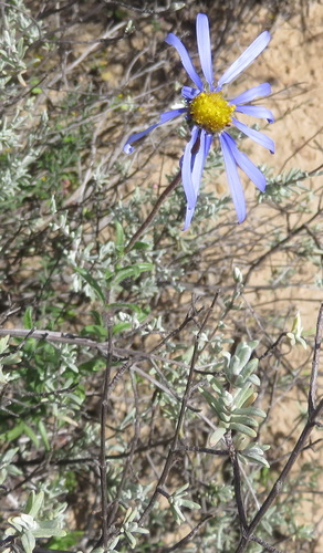 Image of Felicia ovata by (c) Nicola van Berkel, some rights reserved (CC BY-SA)