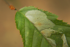 Phyllonorycter esperella