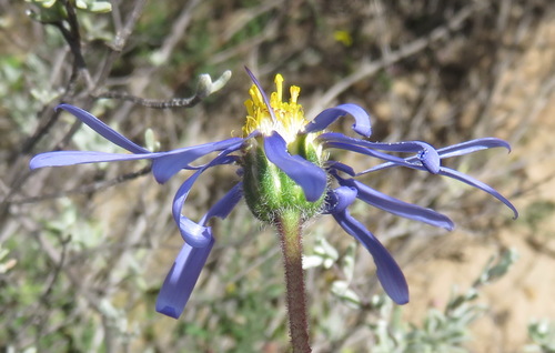 Image of Felicia ovata by (c) Nicola van Berkel, some rights reserved (CC BY-SA)