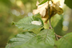 Phyllonorycter esperella