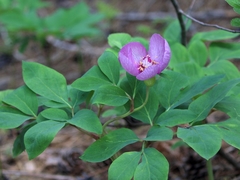 Paeonia mascula