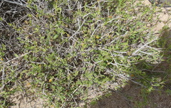 Osteospermum sinuatum