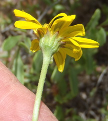 Osteospermum sinuatum