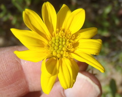 Osteospermum sinuatum