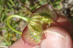 Osteospermum sinuatum
