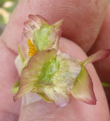 Osteospermum sinuatum